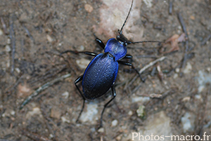 Carabus problematicus